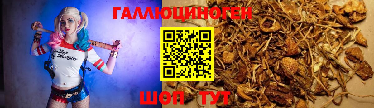 Псилоцибиновые грибы Cubensis Минусинск